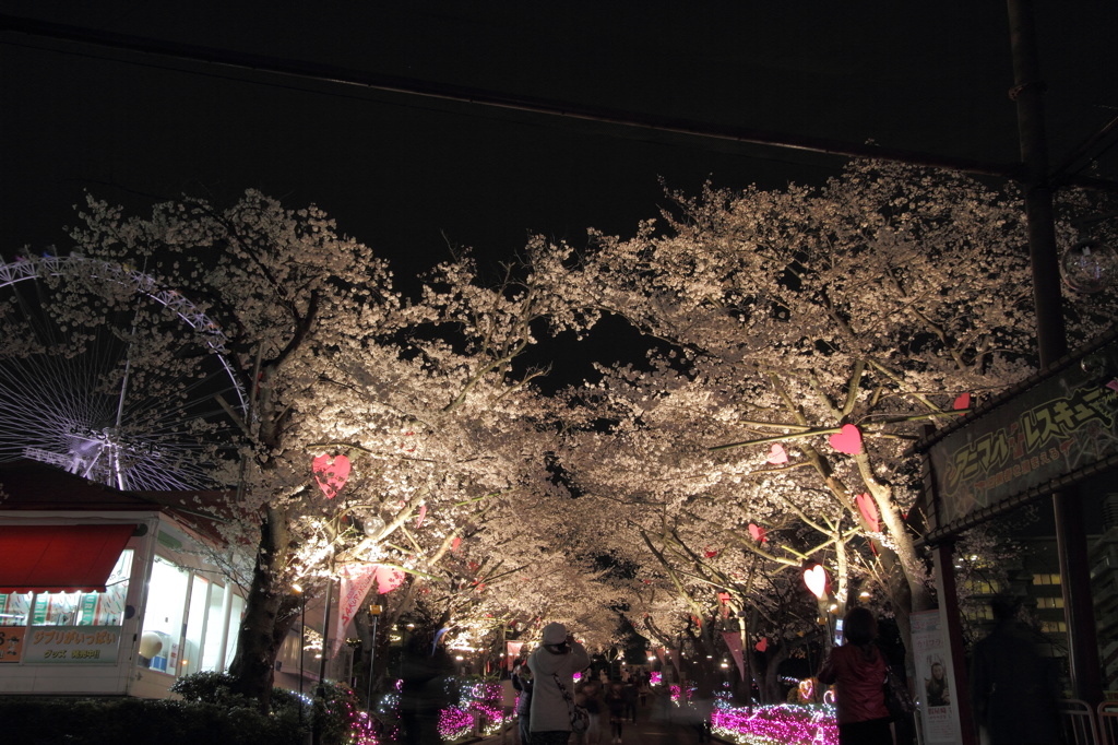 観覧車と桜並木