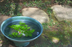 庭の金魚