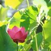 朝の光に迎えられて