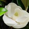泰山木開花