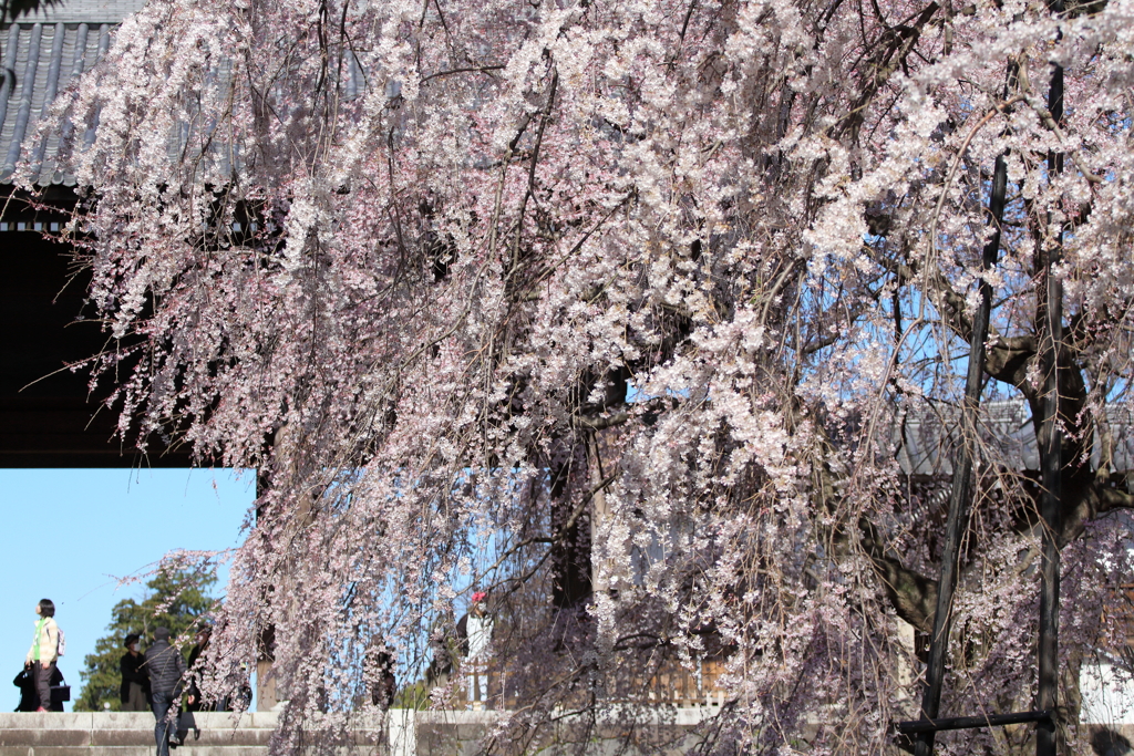 今年も山門と枝垂桜