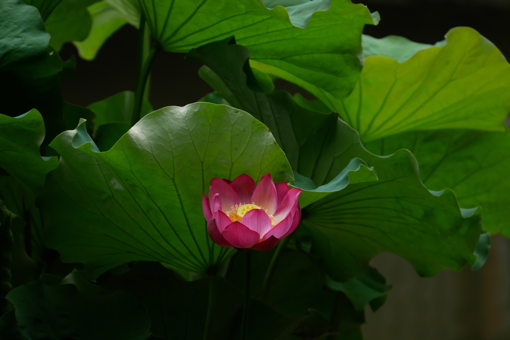 蜀紅蓮