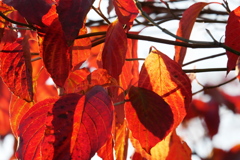 秋の西日に輝くハナミズキの葉