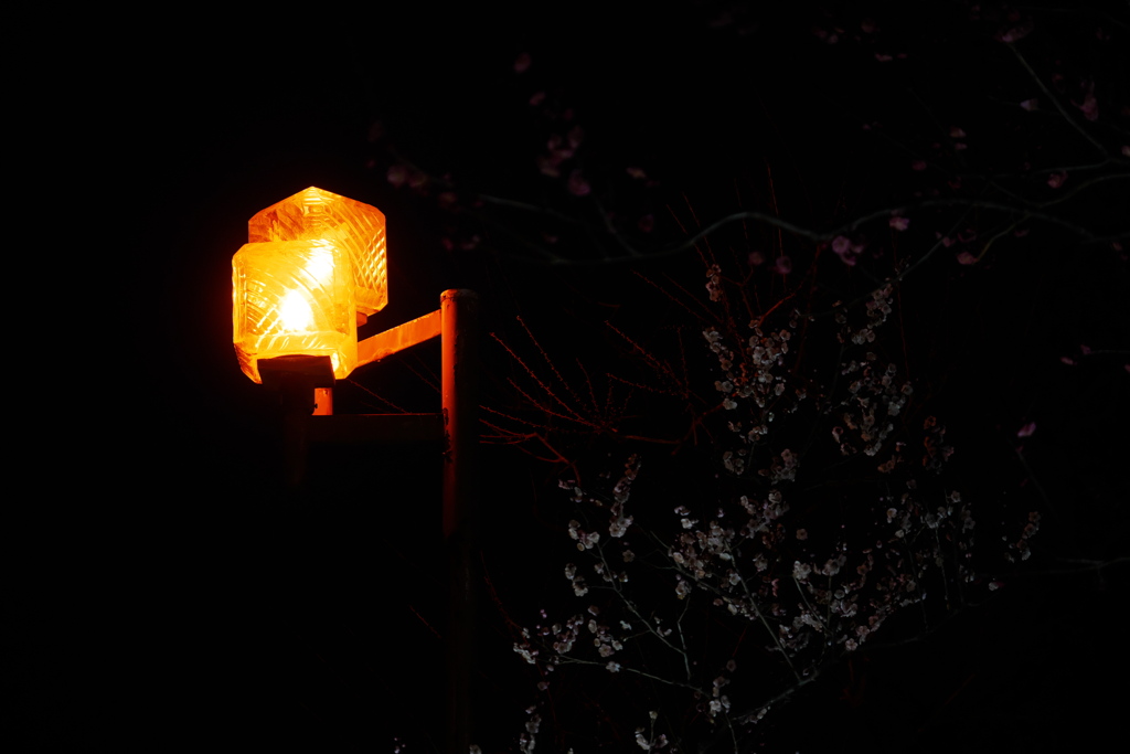 夜の梅園