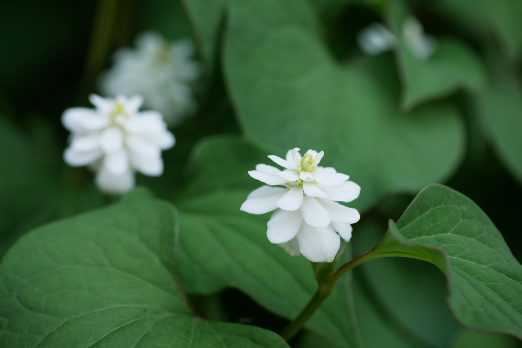 50 素晴らしい八重 の ドクダミ すべての美しい花の画像