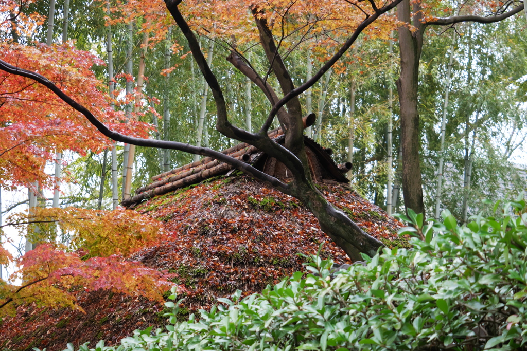 かやぶき屋根紅葉