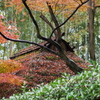 かやぶき屋根紅葉