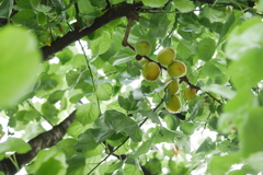 杏子の季節
