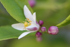 レモンの花が咲いた♪