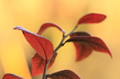 庭の紅葉