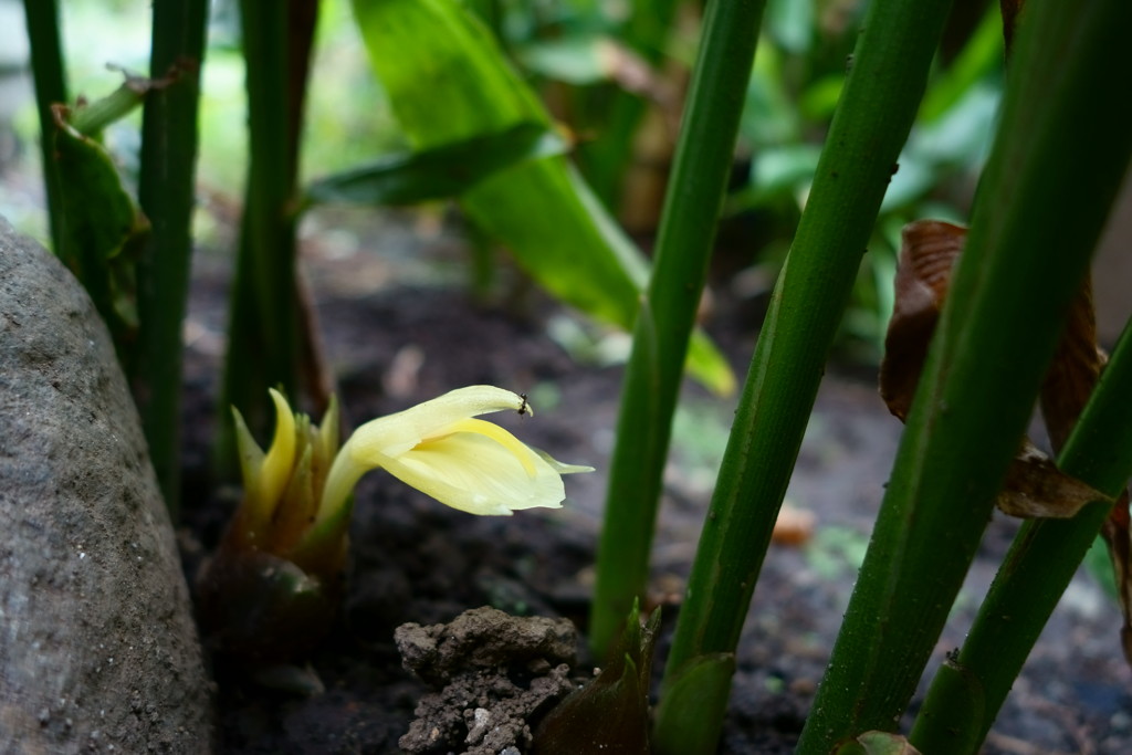 食べずに咲かせたミョウガの花♪