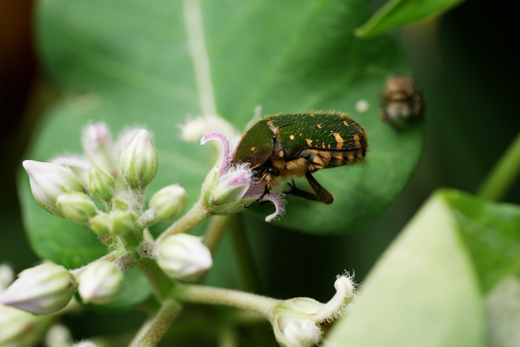 花に潜るハナムグリ