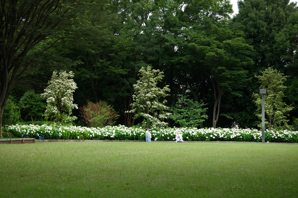 白い紫陽花の咲く情景