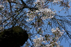 桜・切られた幹