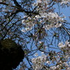 桜・切られた幹