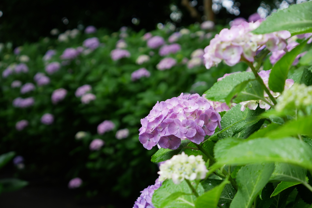 紫陽花がいっぱい！