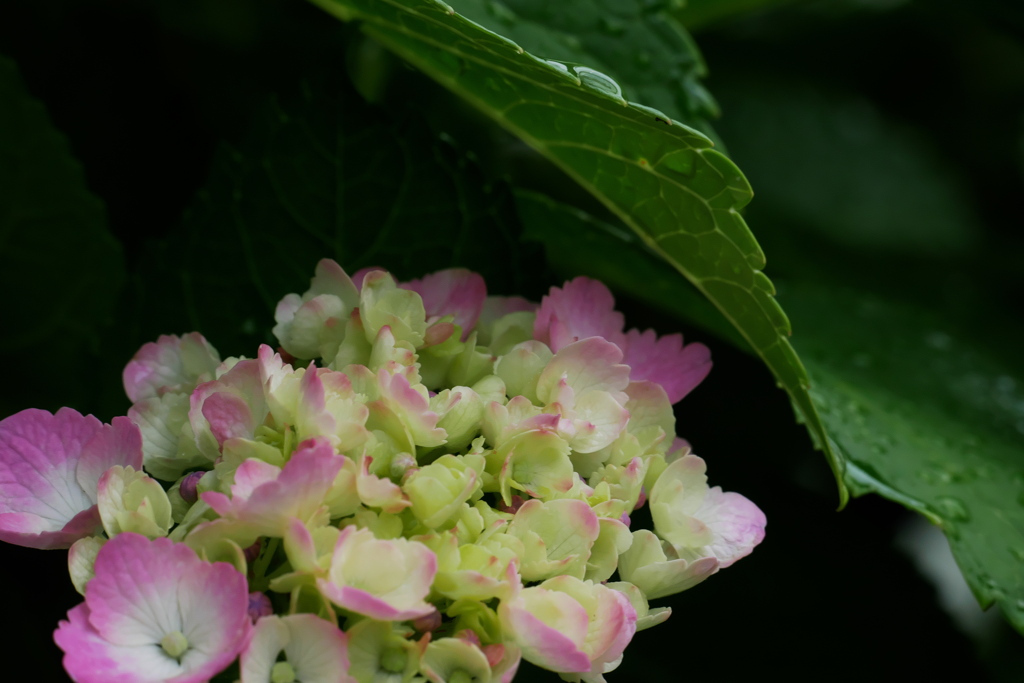まだ若い紫陽花