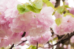 ふわっふわの八重桜