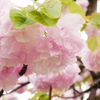 ふわっふわの八重桜