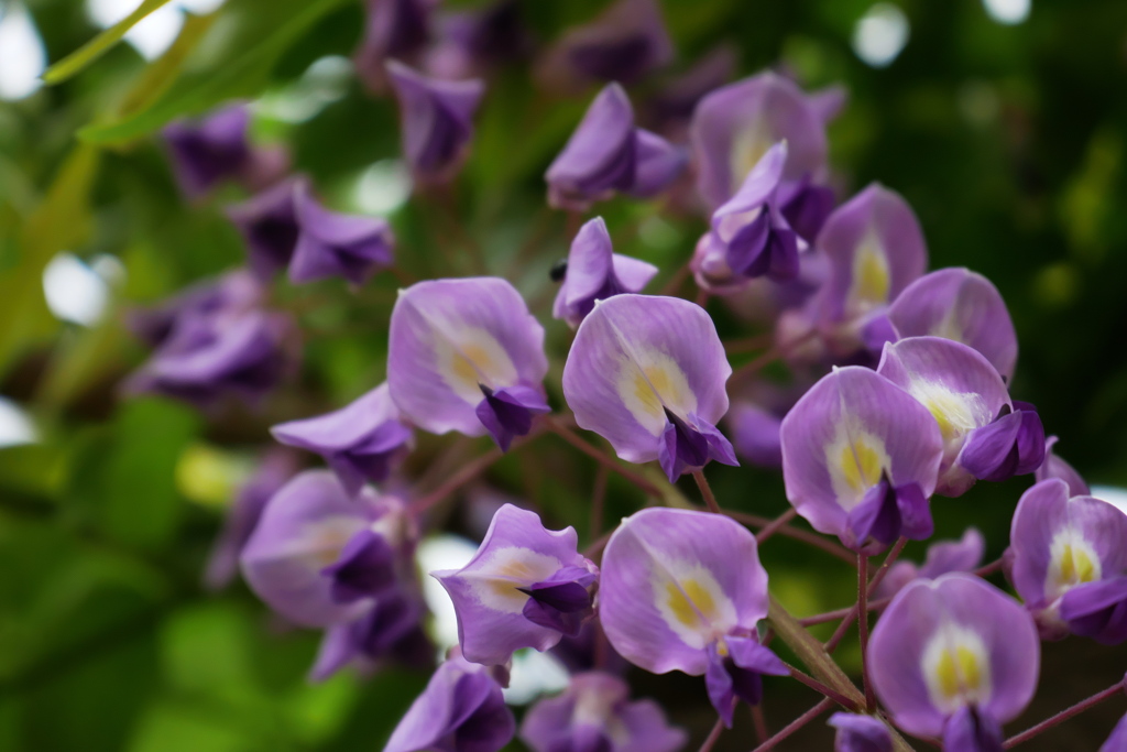 曇天下の藤の花を見上げる