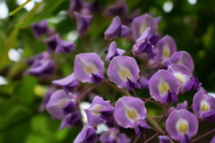 曇天下の藤の花を見上げる