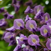 曇天下の藤の花を見上げる