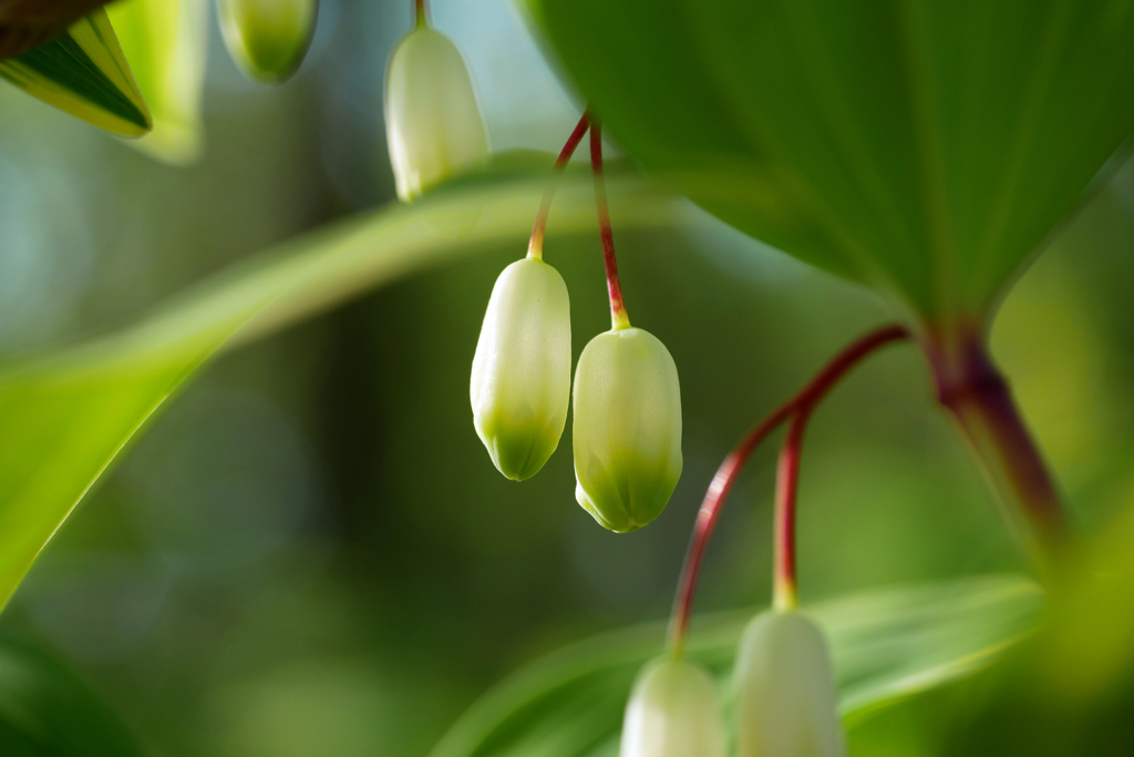 もうじき咲きそうアマドコロ
