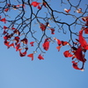 ハナミズキの晩秋