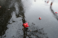 雨の歩道・秋