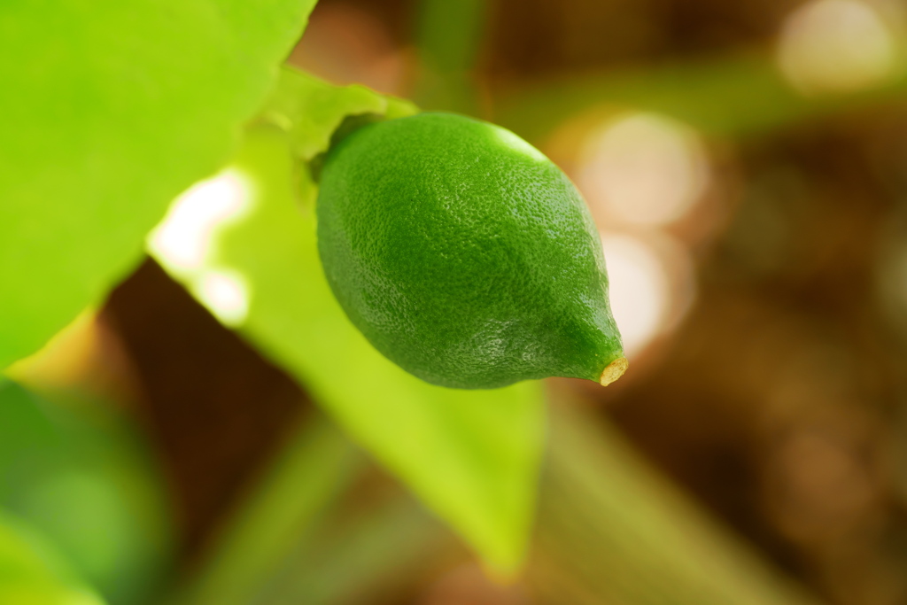 この子は育つ！ 檸檬の実