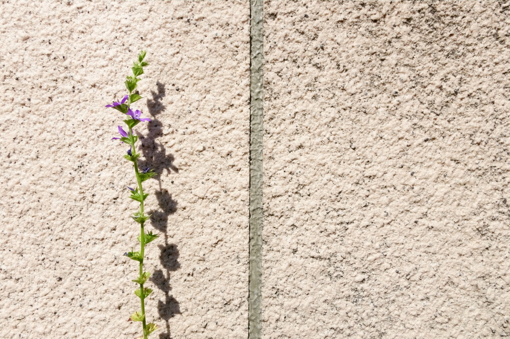 塀の隙間から一本