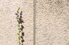 塀の隙間から一本 塀の隙間から一本