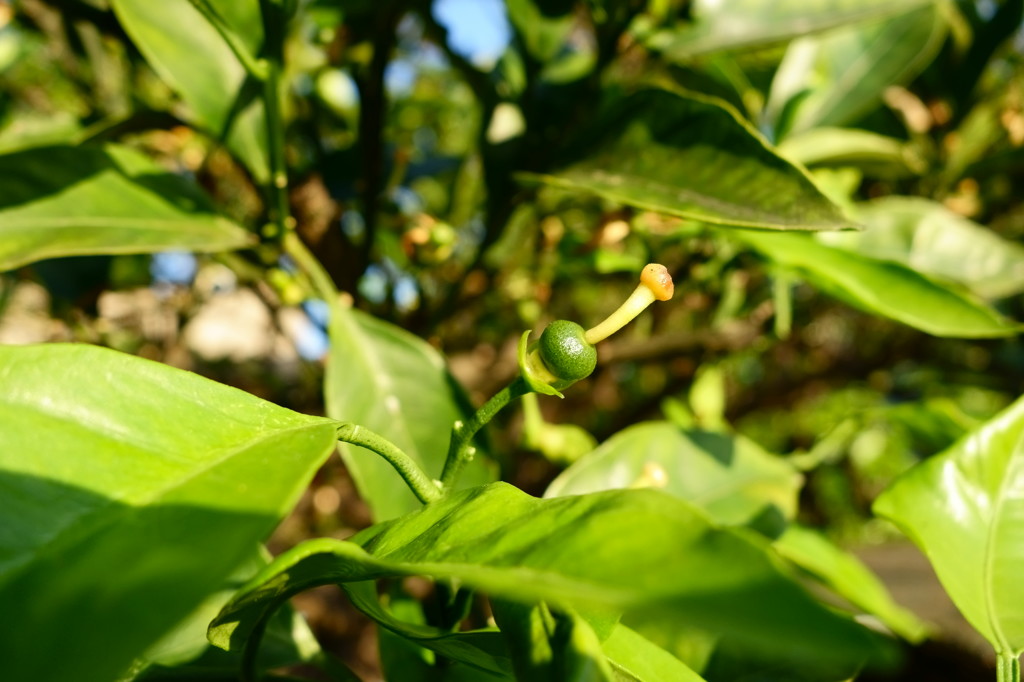 近所の蜜柑、その一週間後