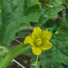 スイカの雄花