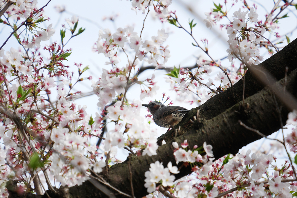 桜の中のヒヨ