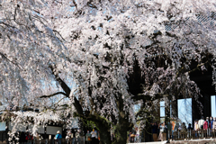 枝垂桜を楽しむ人々