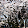枝垂桜を楽しむ人々