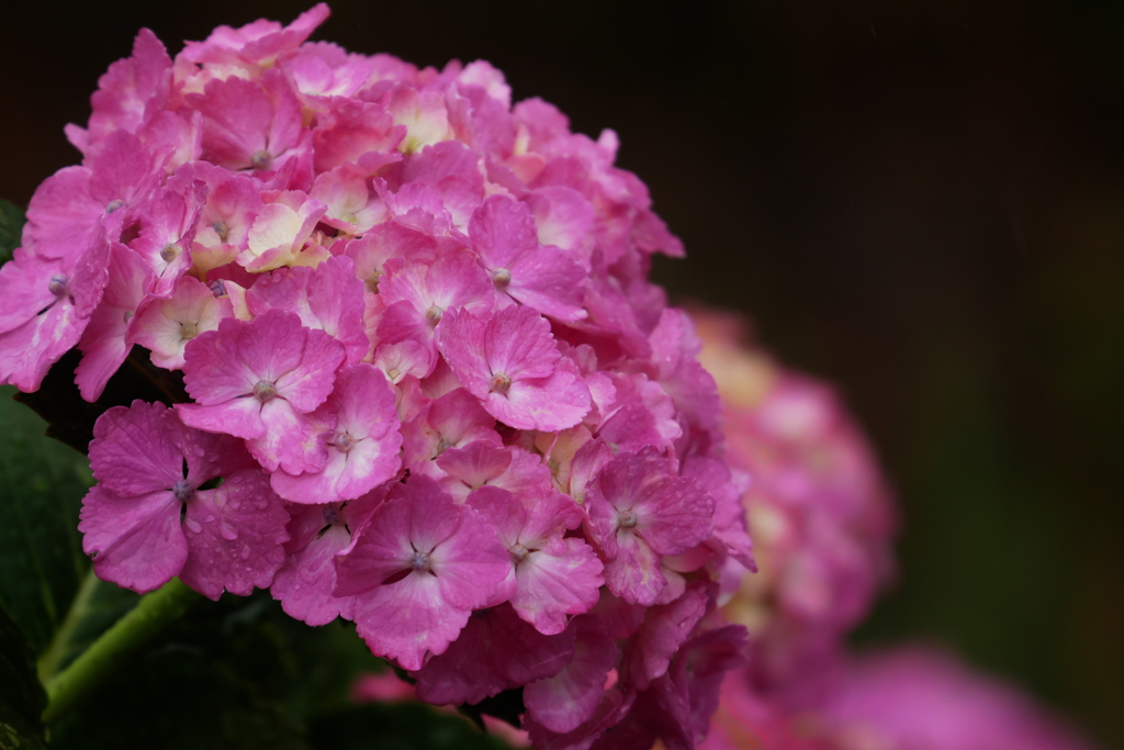 咲き始めた紫陽花