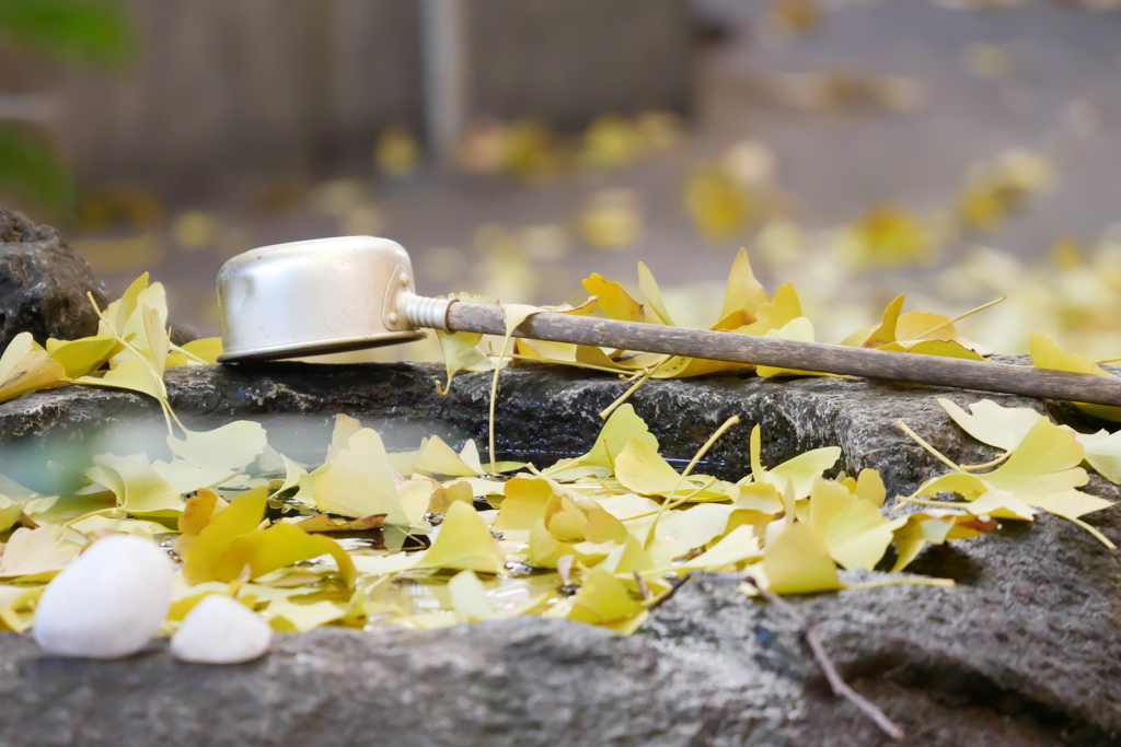 秋の手水鉢