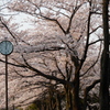 12時25分の桜並木