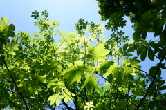 見上げる5月の日差し