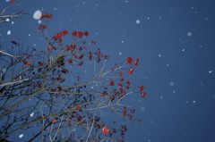 宵に降る雪に赤い木の実