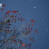 宵に降る雪に赤い木の実