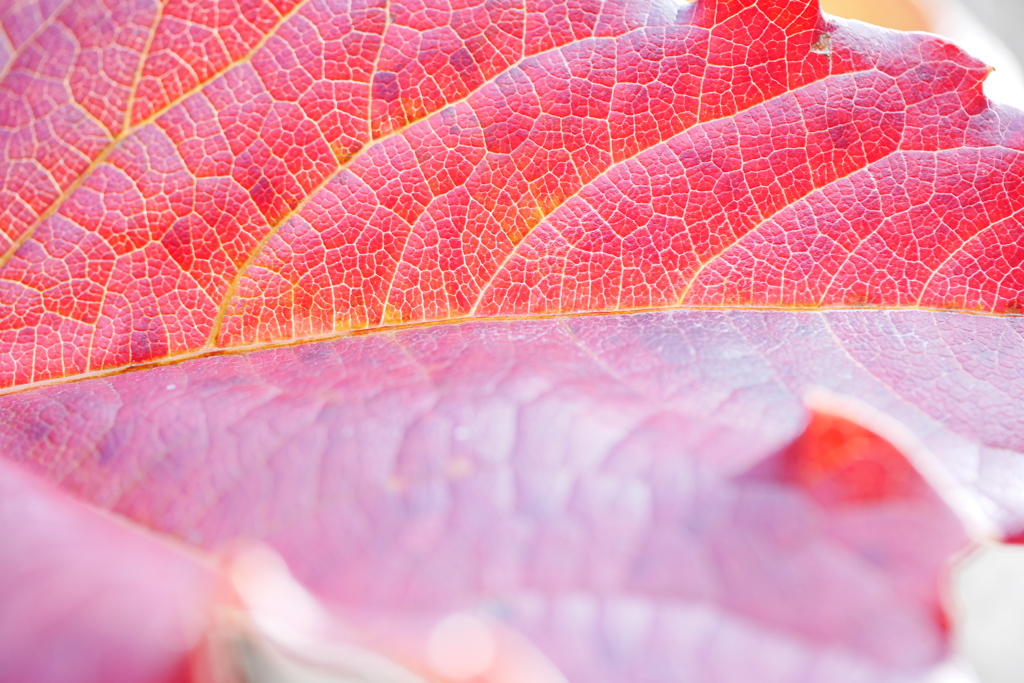 染まるivy