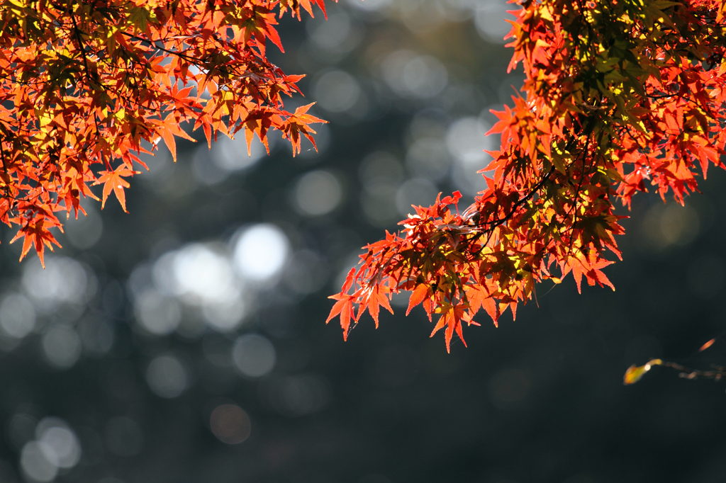 透過する紅