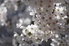 学校の桜も満開