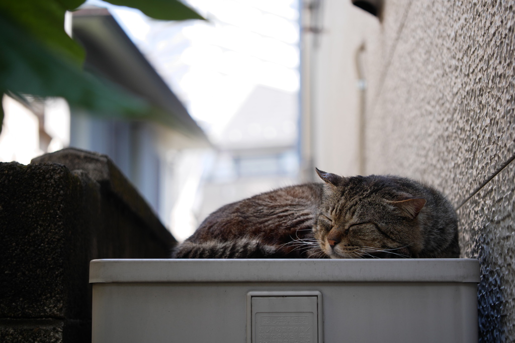 ト、トラ子じゃない！！！