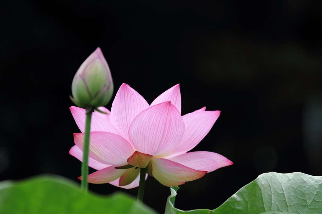花を美しく表現する為の背景　－漆黒編－