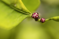 今年のレモンに期待の花芽