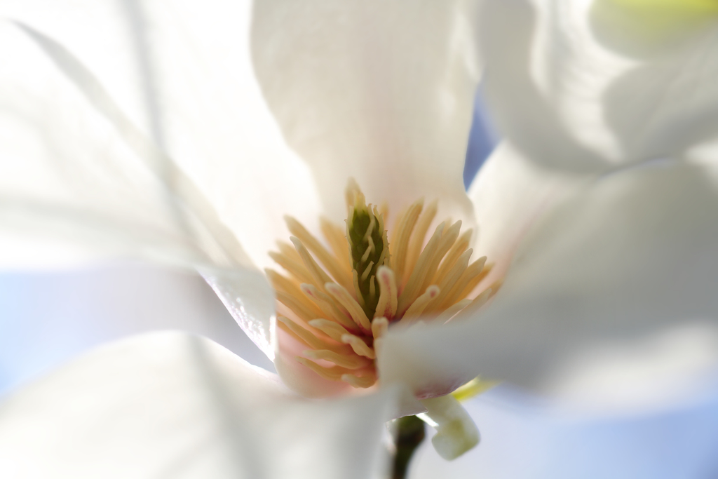 モクレンの花芯